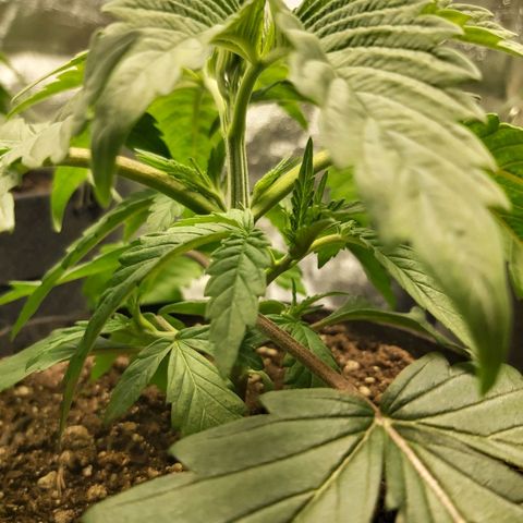 BagSeed A (x4) growlog photo: 10:15pm