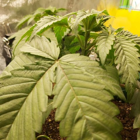 BagSeed A (x4) growlog photo: 10:22pm