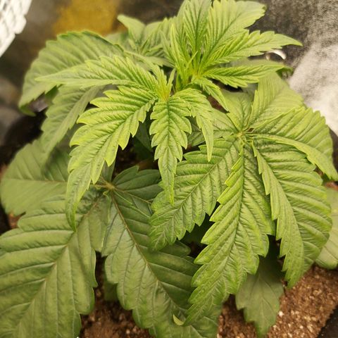 BagSeed A (x4) growlog photo: 10:22pm