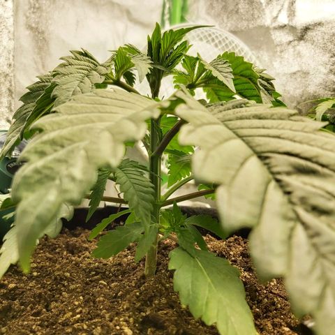 BagSeed A (x4) growlog photo: 10:22pm