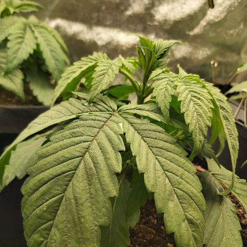 BagSeed A (x4) growlog photo: 10:22pm