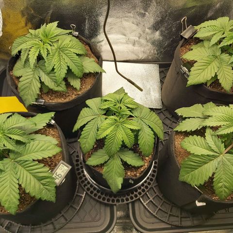 BagSeed A (x4) growlog photo: 10:22pm