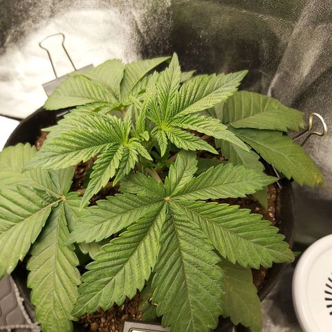 BagSeed A (x4) growlog photo: 10:22pm