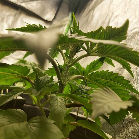 BagSeed A (x4) growlog timeline photo