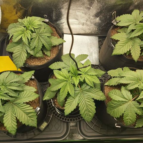 BagSeed A (x4) growlog timeline photo