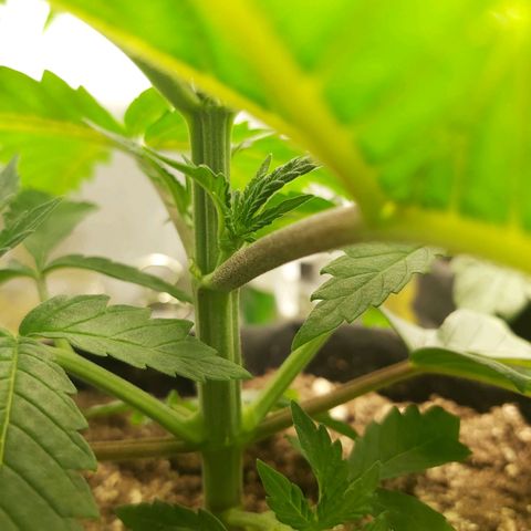 BagSeed A (x4) growlog photo: 10:15pm