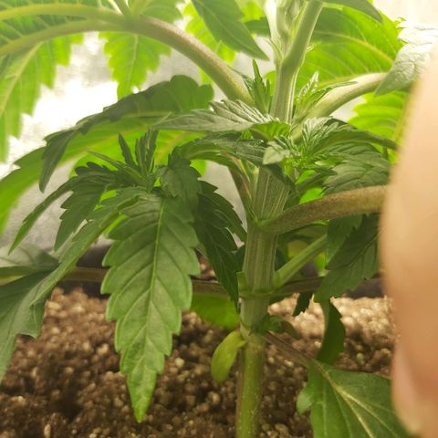BagSeed A (x4) growlog timeline photo
