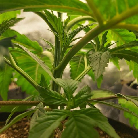BagSeed A (x4) growlog timeline photo