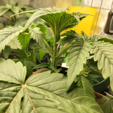 BagSeed A (x4) growlog timeline photo