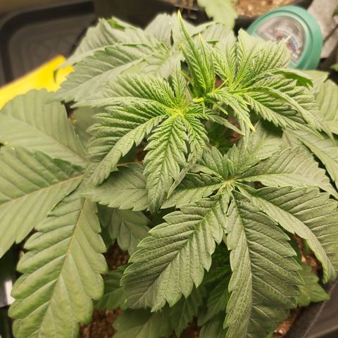 BagSeed A (x4) growlog photo: 10:35pm