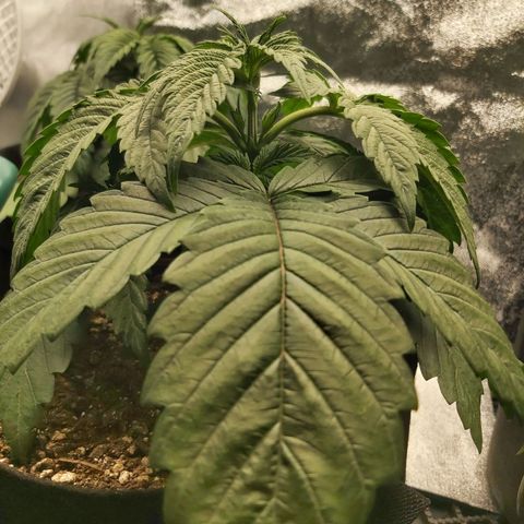 BagSeed A (x4) growlog photo: 10:35pm