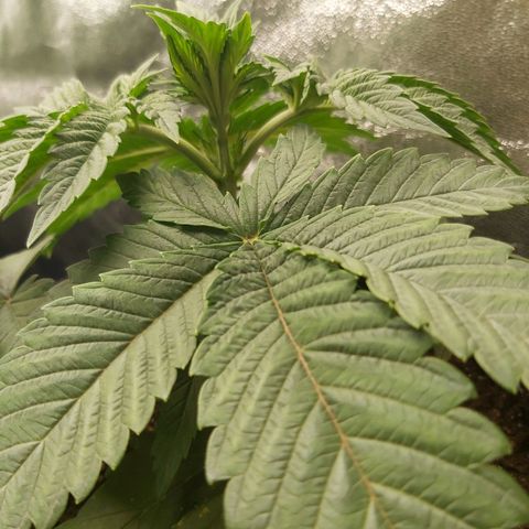 BagSeed A (x4) growlog photo: 10:35pm