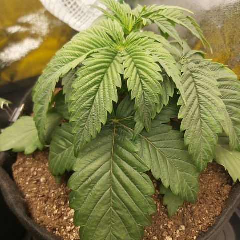 BagSeed A (x4) growlog photo: 10:35pm