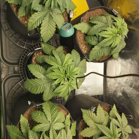 BagSeed A (x4) growlog photo: 10:35pm