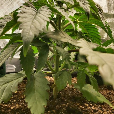 BagSeed A (x4) growlog photo: 11:13pm