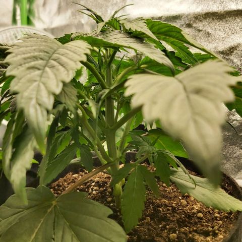 BagSeed A (x4) growlog photo: 11:13pm