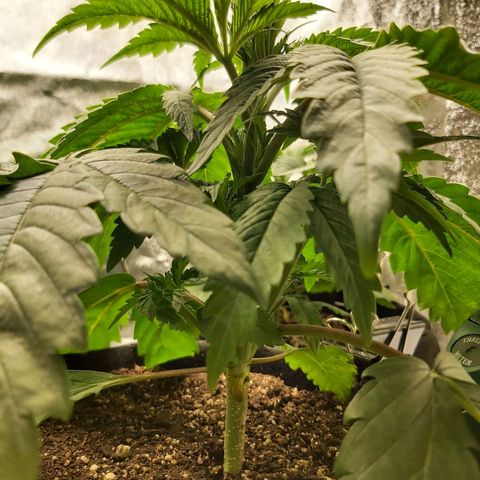 BagSeed A (x4) growlog photo: 11:13pm