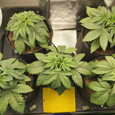 BagSeed A (x4) growlog photo: 11:13pm