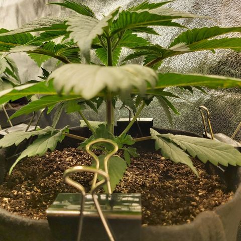 BagSeed A (x4) growlog photo: 11:13pm