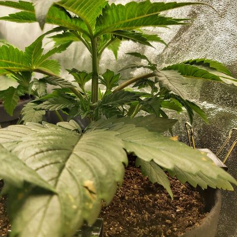 BagSeed A (x4) growlog photo: 9:53pm