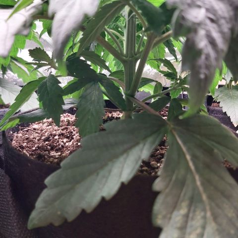 BagSeed A (x4) growlog photo: 9:53pm