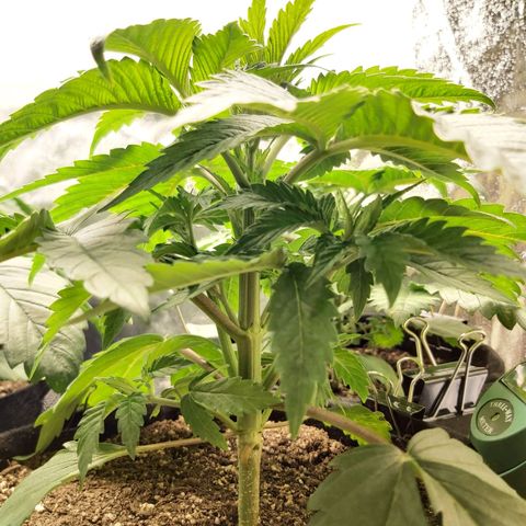 BagSeed A (x4) growlog photo: 9:53pm