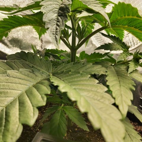 BagSeed A (x4) growlog photo: 9:53pm