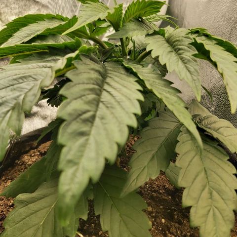 BagSeed A (x4) growlog photo: 9:53pm