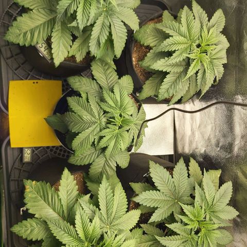 BagSeed A (x4) growlog photo: 9:53pm