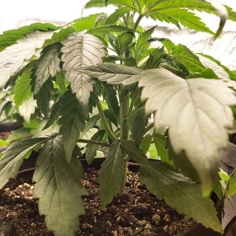 BagSeed A (x4) growlog photo: 10:00pm