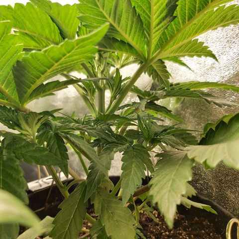 BagSeed A (x4) growlog photo: 10:00pm