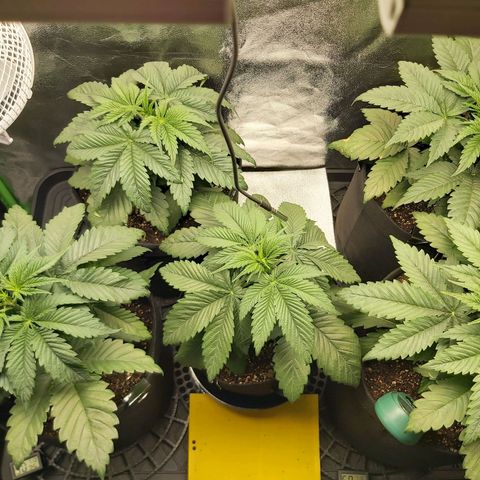 BagSeed A (x4) growlog photo: 10:00pm