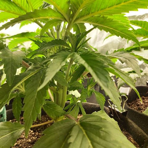 BagSeed A (x4) growlog photo: 10:00pm