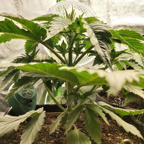 BagSeed A (x4) growlog photo: 10:00pm