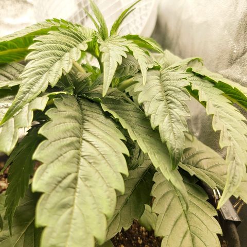 BagSeed A (x4) growlog photo: 10:00pm