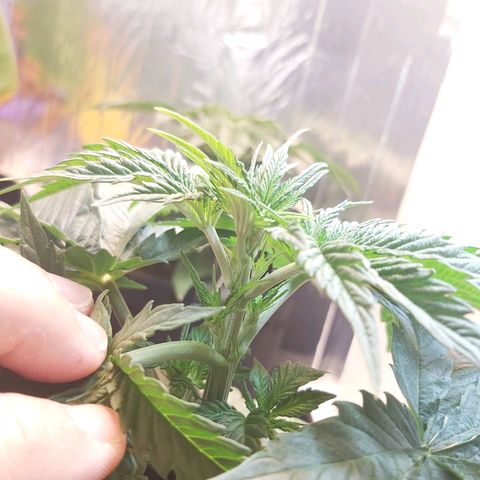 BagSeed A (x4) growlog photo: Topping 1:11pm