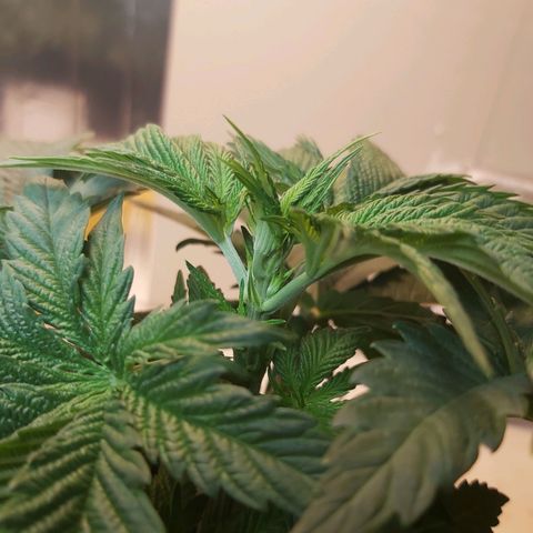 BagSeed A (x4) growlog photo: Topping 1:11pm