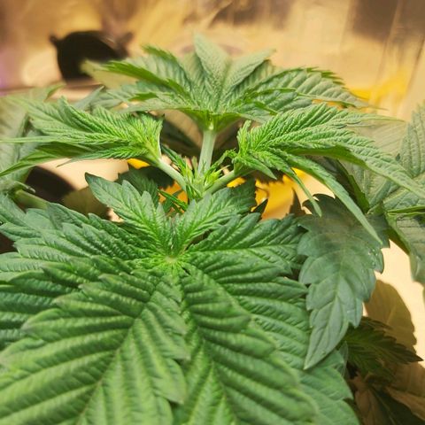 BagSeed A (x4) growlog photo: Topping 1:11pm