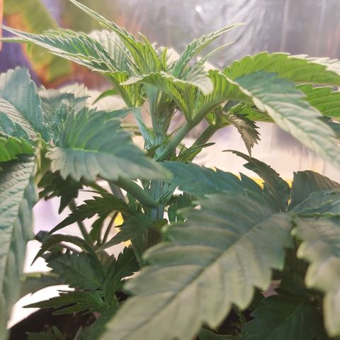 BagSeed A (x4) growlog photo: Topping 1:11pm