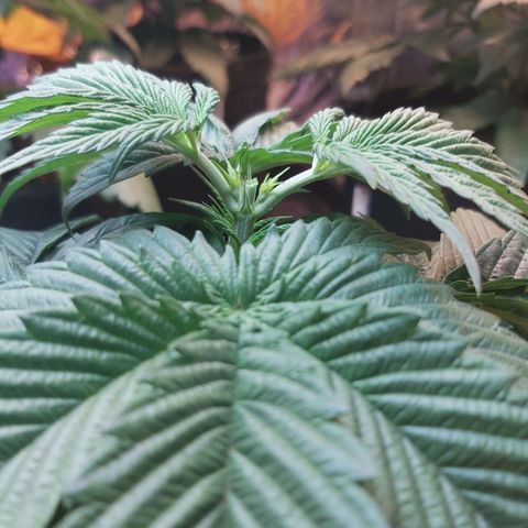 BagSeed A (x4) growlog photo: Topping 1:11pm