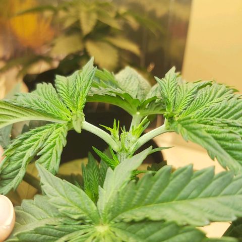 BagSeed A (x4) growlog photo: Topping 1:11pm