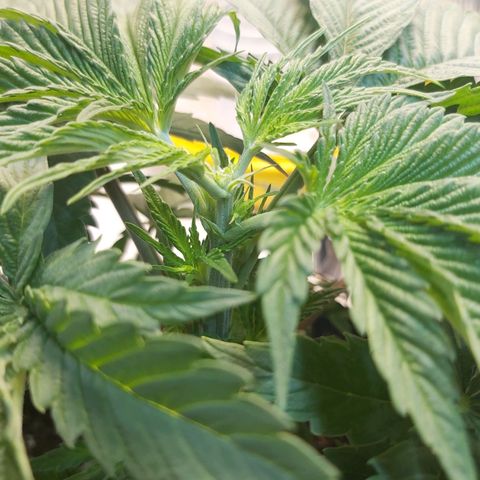 BagSeed A (x4) growlog photo: Topping 1:11pm
