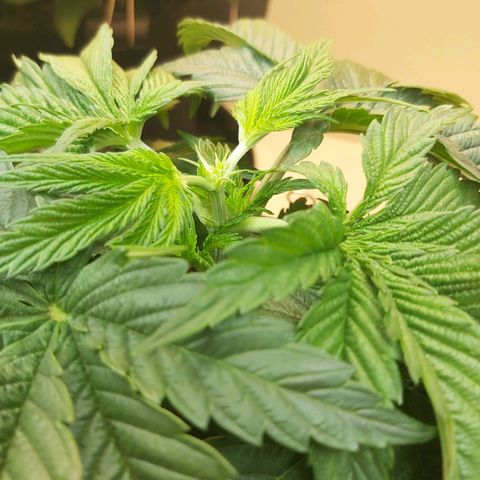 BagSeed A (x4) growlog photo: Topping 1:11pm