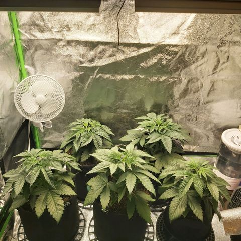 BagSeed A (x4) growlog timeline photo