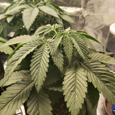 BagSeed A (x4) growlog photo: 10:32pm
