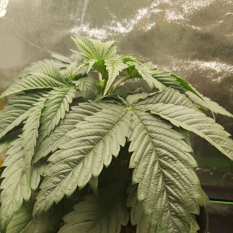 BagSeed A (x4) growlog photo: 10:32pm