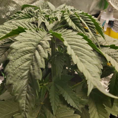 BagSeed A (x4) growlog photo: 10:32pm