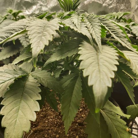 BagSeed A (x4) growlog photo: 10:32pm