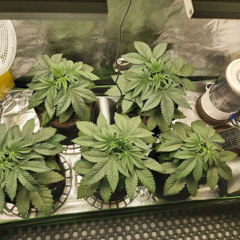 BagSeed A (x4) growlog photo: 10:32pm
