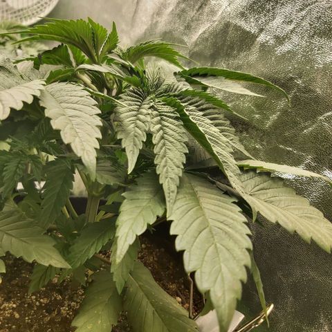 BagSeed A (x4) growlog photo: 10:32pm